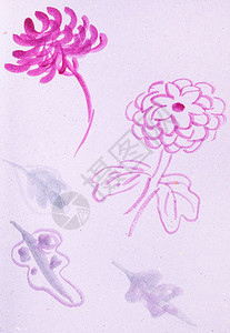 以水彩画作样的奇多库加风格的水彩画培训粉红彩纸上的菊花草图图片