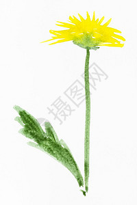 用水彩漆画白纸上涂的黄色花朵图片