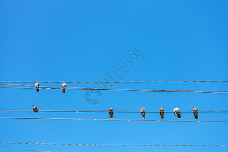 前往克里米亚数只鸽子坐在阿拉什塔市黑海岸的列宁街堤上图片