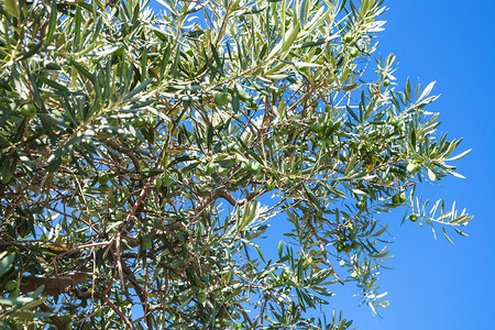 前往克里米亚阿卢什塔市黑海岸的列宁街堤上橄榄树枝和蓝天空图片