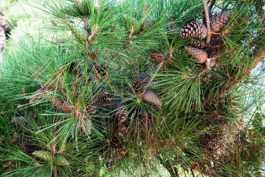 前往克里米亚阿卢什塔市黑海岸的列宁街堤克里米亚松 Pinusnigrapallasiana的叶子和锥pinuspallasiana高清图片下载 正版图片 摄图网 前往克里米亚阿卢什塔市黑海岸的列宁街堤克里米亚松 Pinusnigrapallasiana的叶子和锥pinuspallasiana高清图片下载 正版图片 摄图网
