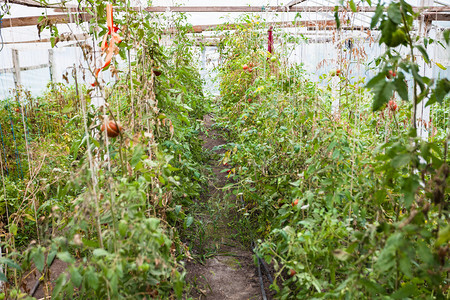 前往克里米亚旅游秋天在辛菲罗波尔的温室中最后一次收获番茄图片