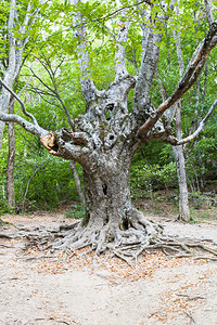 前往克里米亚克里米亚黑海南岸Habhal水文保护区自然公园Habhal河峡Haphal谷森林中的老树图片