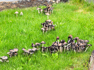 前往冰岛September的雷克雅未市城住房后院草坪上自由帽蘑菇背景图片