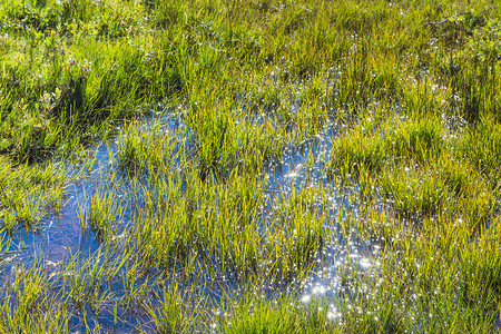 前往冰岛位于Thingvelllir公园September的Oxara河谷的沼泽草地图片