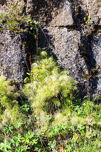 前往冰岛秋天Thingvelllir公园Almannagja断层绿岩墙图片