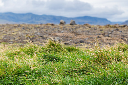 前往冰岛位于塞普坦贝尔KatlaGearpark的大西洋南海岸VikIMyrdal村附近Dyrholaey半岛上的绿草和熔岩场图片
