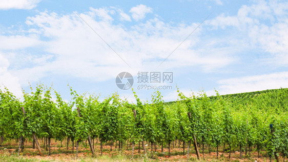 夏日在AlsaceWineRue地区山丘上的绿色葡萄园图片