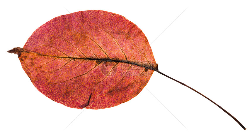 红秋叶后边白底孤立的梨树红秋叶图片