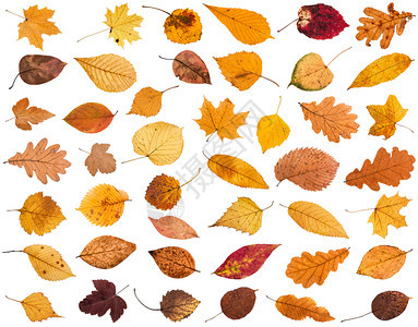 各种干枯秋落的树叶白背景隔绝图片
