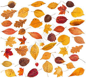 收集各种秋天的落叶在白色背景上分离的各种秋天落叶的收集图片