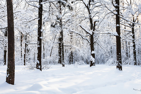 冬季清晨莫斯科市Timiryazevskiy森林公园的雪地草图片