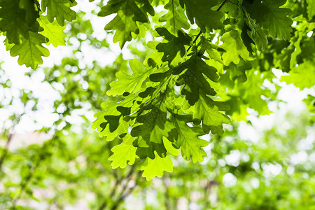 夏季森林中的橡树绿叶自然背景夏季森林中的橡树绿叶重点是前景中的树叶图片