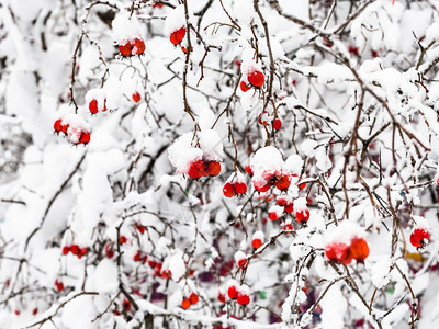 冬季森林中积雪的黄花果在莫斯科市Timiryazevskiy公园森林中图片