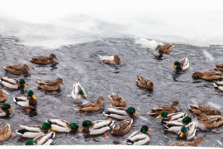 许多鸭子在冰冻湖的洞中游泳在冬季雪崩的莫斯科市蒂米里亚泽夫斯基公园冷冻湖的冰洞中游泳图片