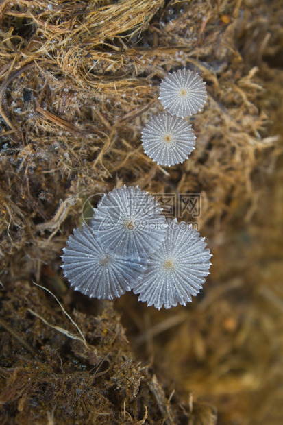 泰国森林中大象粪便造成的蘑菇图片