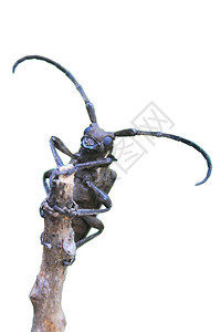 来自泰国的昆虫白底在GenusBatocera的长角甲虫图片