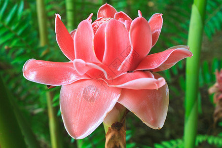 来自泰国的花朵EtlingeraElatior或红火炬姜图片