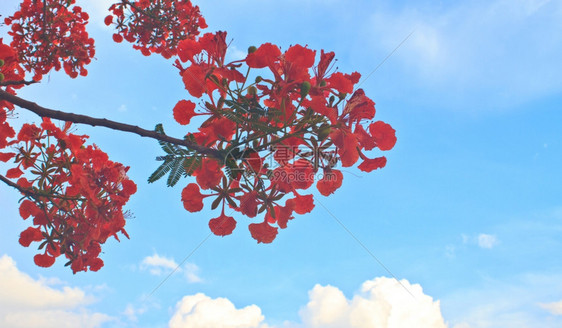 波辛西亚纳树上的孔雀花和蓝天背景图片