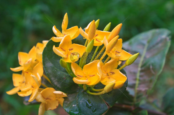 黄的Ixoras西印度茉莉花在植物上图片