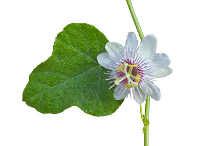 来自泰国的花朵来自泰国的帕斯西弗洛拉费特达蒂德红花斯嘉丽果白背景的臭香花图片