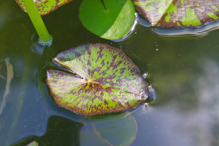 花园池塘的莲叶图片