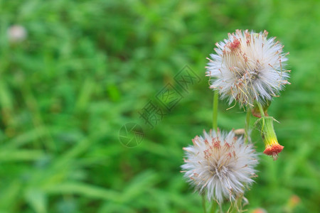 绿背景的花草图片