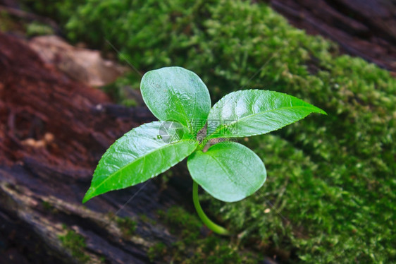 新的绿芽从森林中枯木生长图片