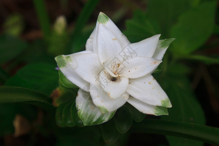 白暹莲郁香花紧贴在森林中图片