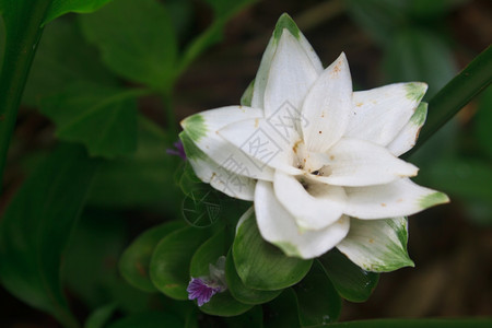 白暹莲郁香花紧贴在森林中图片