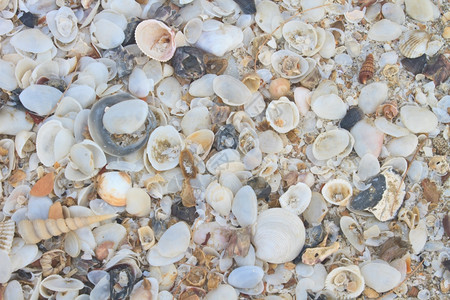 海滩上许多种类繁的海壳图片