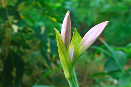 美马丽菊花或百事节的芽图片