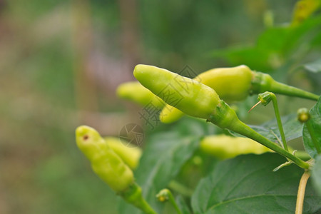 在泰国菜园种植新鲜的辣椒图片