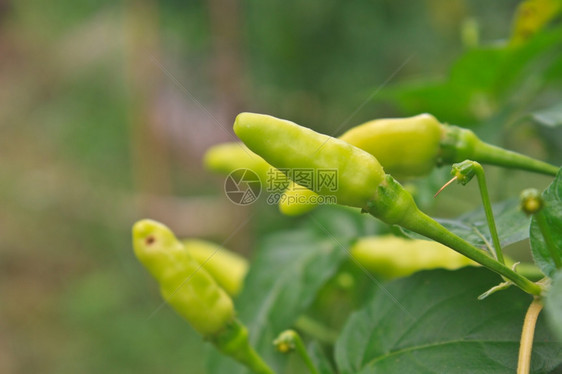 在泰国菜园种植新鲜的辣椒图片