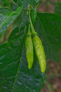 在泰国菜园种植新鲜的辣椒图片