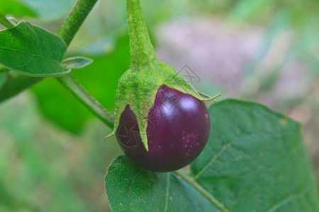 在花园的树上种植新鲜蔬菜茄子图片