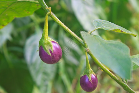 在花园的树上种植新鲜蔬菜茄子高清图片