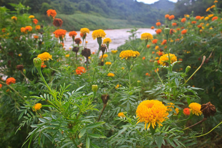 花田夏天在泰国花园图片