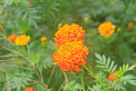 花田夏天在泰国花园图片