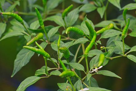 在泰国菜园种植新鲜的辣椒图片