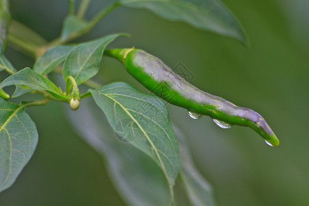 菜园里用滴水种植的新鲜冷冻却剂图片