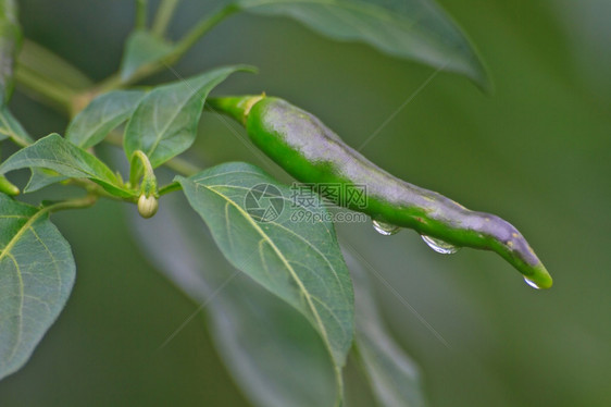 菜园里用滴水种植的新鲜冷冻却剂图片