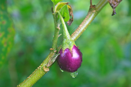 在菜园用滴水种植新鲜茄子图片