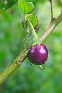 在菜园用滴水种植新鲜茄子图片