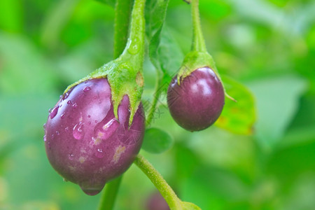 在菜园用滴水种植新鲜茄子图片