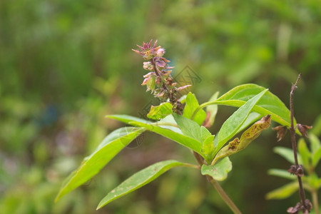 在种植园里开花图片