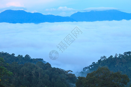 以林为山地图片