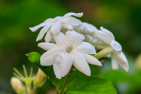 花园树上的白茉莉花图片