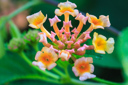 花园中的金或兰塔纳卡玛花的兰塔纳或野草金布蓝塔纳卡马拉花图片