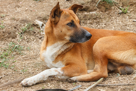 红色狗在地面上紧的红狗图片素材